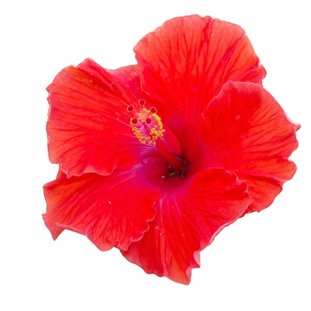 red hibiscus flower isolated on white with clipping path の写真素材