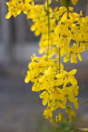 Golden shower Cassia fistula  in Thailandの写真素材