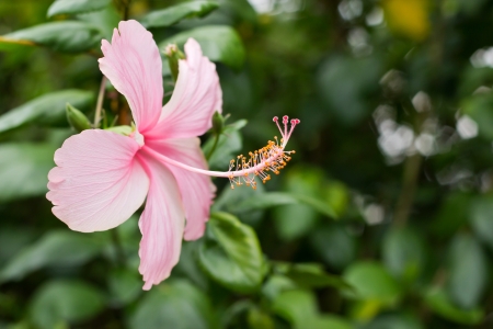 Close-up beautiful pink Hibiscus Flowerの写真素材