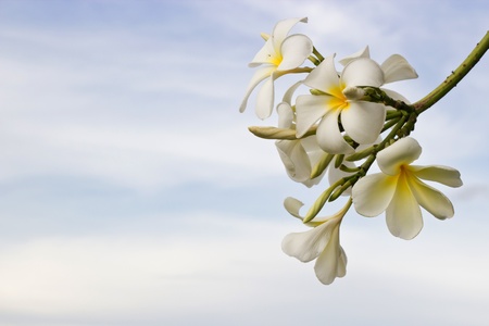 plumeria flower with sky and cloud backgroundの写真素材