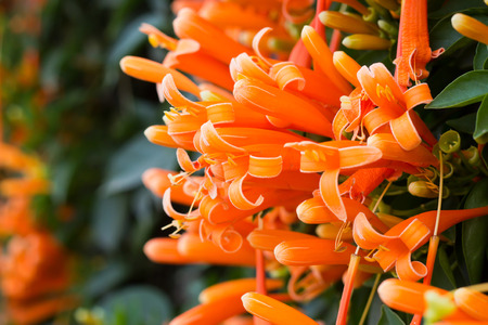 Close up Orange trumpet, Flame flower, Fire-cracker vine on the wall