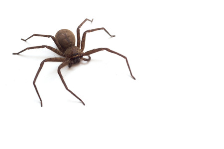 brown spider living  Huntsman spiders  in house isolated on white backgroundの写真素材