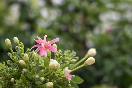 Quisqualis indica also known as the Chinese honeysuckle, Rangoon Creeper, and Combretum indicumの写真素材