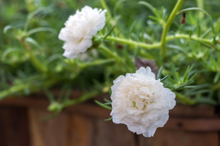 White Common Purslane (portulaca flowers, Verdolaga, Pigweed)の写真素材