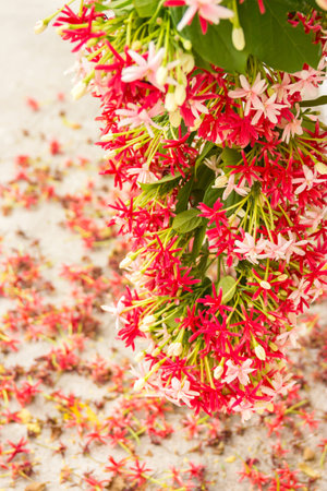 Quisqualis indica also known as the Chinese honeysuckle, Rangoon Creeper, and Combretum indicumの写真素材