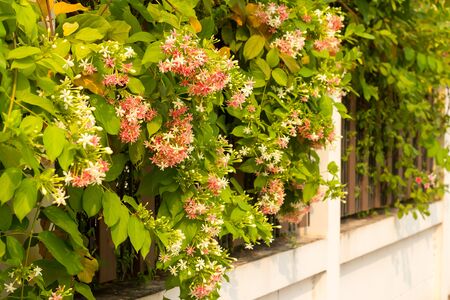 Quisqualis indica also known as the Chinese honeysuckle, Rangoon Creeper, and Combretum indicumの写真素材