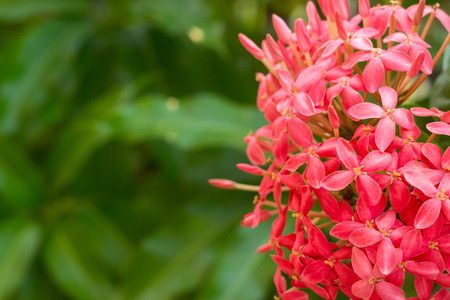 Closeup red flower ,Indian Jasmine.scientific name Ixora chinensis Lamkの写真素材