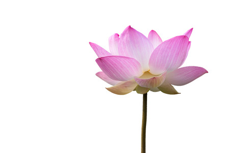 Close-up big pink lotus isolate on white background with clipping path.の写真素材