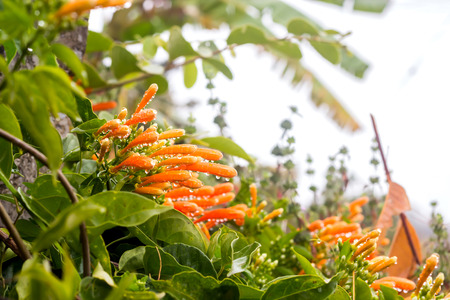Close up Orange trumpet, Flame flower, Fire-cracker vineの写真素材