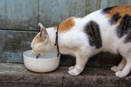 A cat drinking from a water bowl.の写真素材