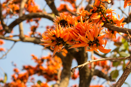 Flame of the forest,Butea monosperma O.Ktze, Leguminosae-Papilio noideae