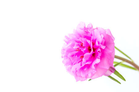 Common Purslane, portulaca flowers, Verdolaga, Pigweed isolate on white background.の写真素材