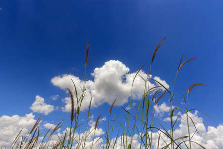 Grass flower on blue sky and white clouds  background,Thailandの写真素材