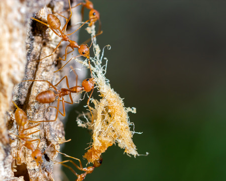 Macro of Foraging red ants.の写真素材