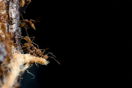 Macro of Foraging red ants.の写真素材