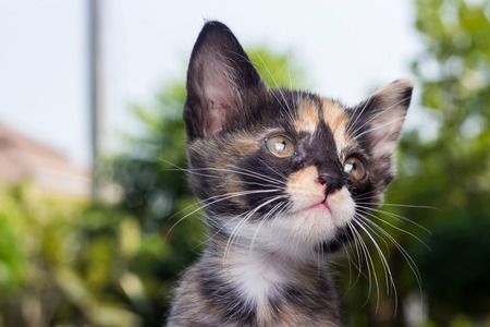 Thai cat, close up face of tricolor kitten.の写真素材