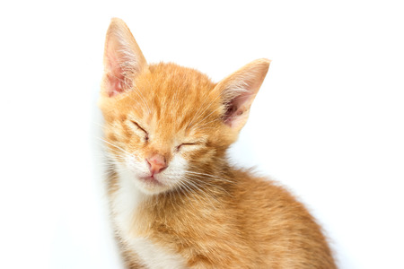 yellow kitten sit and close eyes. sleepy kitten.の写真素材