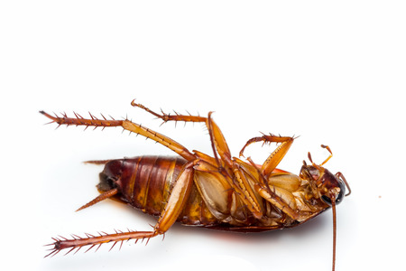 Dead cockroach turn face up on floor, isolate on white background.