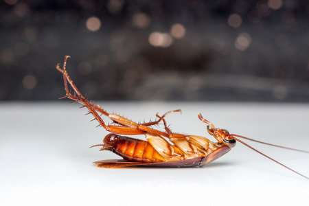 Dead cockroach turn face up on floor with reflection.の写真素材