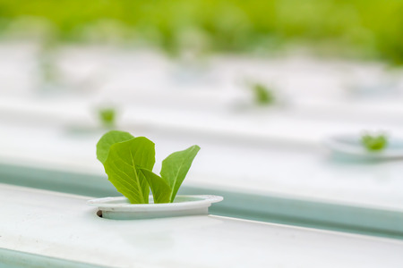 Hydroponics method of growing plants using mineral nutrient solutions, in water, without soil. Close up Hydroponics plantの写真素材