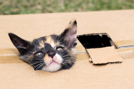 Kitten's head popped out of the boxの写真素材