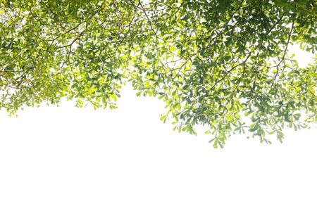 green leaves isolated on white background with copy space.の写真素材