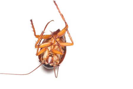 Dead cockroach turn face up on floor, isolate on white background.