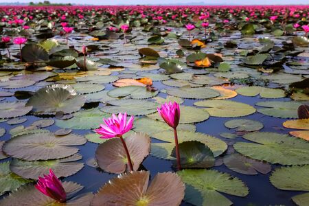 Lotus field Lake large in Udon Thani of Thailandの写真素材