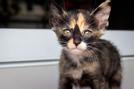 Thai cat, close up face of tricolor kitten.の写真素材