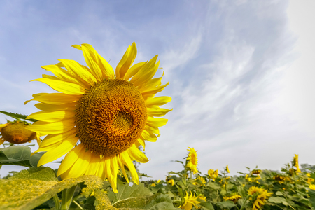 Closeup beautiful sunflower in the fieldの写真素材
