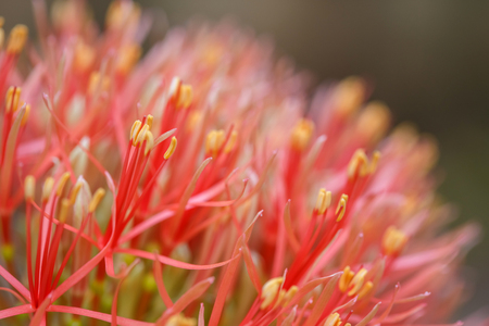 red sphere flower(fireball lily) in courtyardの写真素材