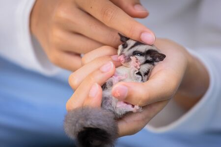 Sugar glider in girl's hand.の写真素材