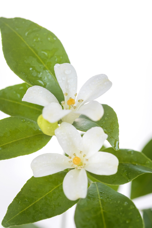 Orange Jessamine, Satin-wood, Cosmetic Bark Treeの写真素材