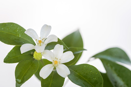 Orange Jessamine, Satin-wood, Cosmetic Bark Tree