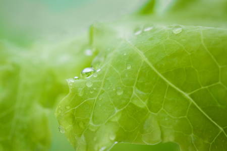 Organic hydroponic vegetable with dew dropの写真素材