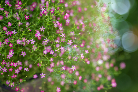 closeup view of gypsophila flowersの写真素材
