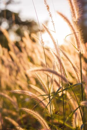 Grass pollen with sunset light