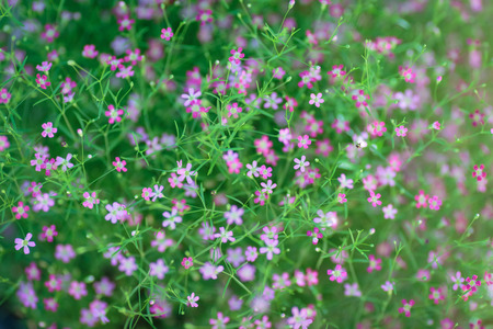 pink and red colors for home decoration call Gypsophila or Babysbreath gypsophilaの写真素材