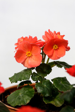 Begonia flowers (Tuberous rooted begonia).の写真素材