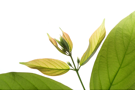 Green leaves isolated on white backgroundの写真素材