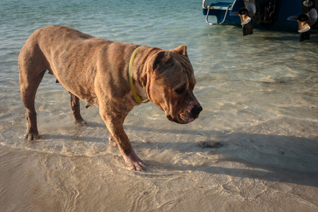 pitbull dog on the beachの写真素材