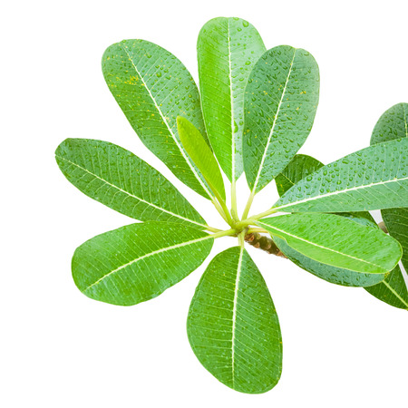 Plumeria leaves isolate on white background.の写真素材