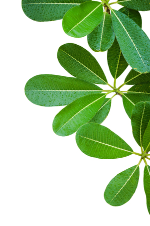 Plumeria leaves isolate on white background.の写真素材