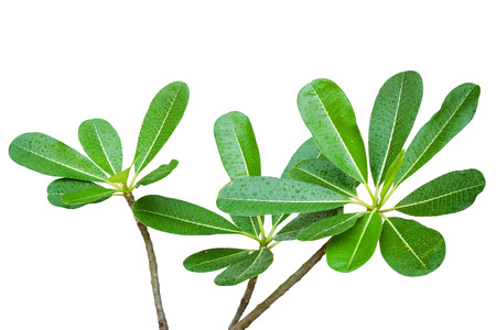Plumeria leaves isolate on white background.の写真素材