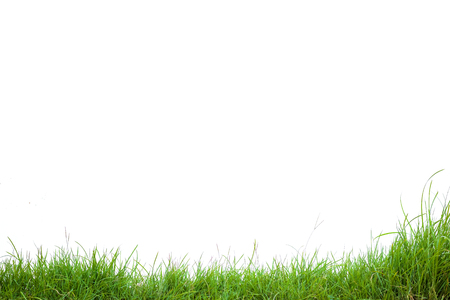 green grass on white backgroundの写真素材
