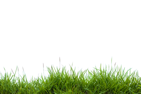 green grass on white backgroundの写真素材
