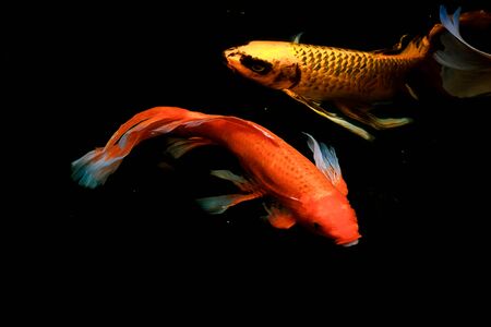 colorful koi carps surfaces in a feeding frenzyの写真素材