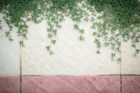 Growing ivy leaves on wall.の写真素材