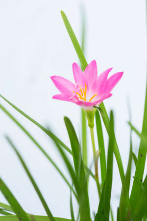 purple rain lily flower on white background.の写真素材