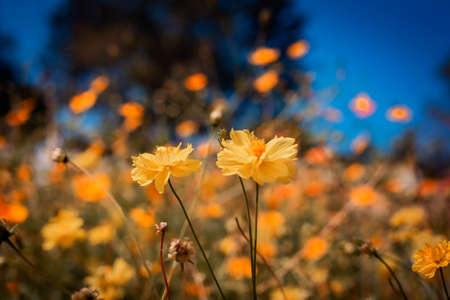 Blooming Yellow Cosmos flowers in garden with blue sky.